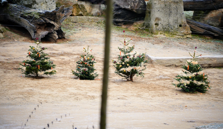 FOTOGALERIE: Vánoční stromky pro zvířata v pražské zoo