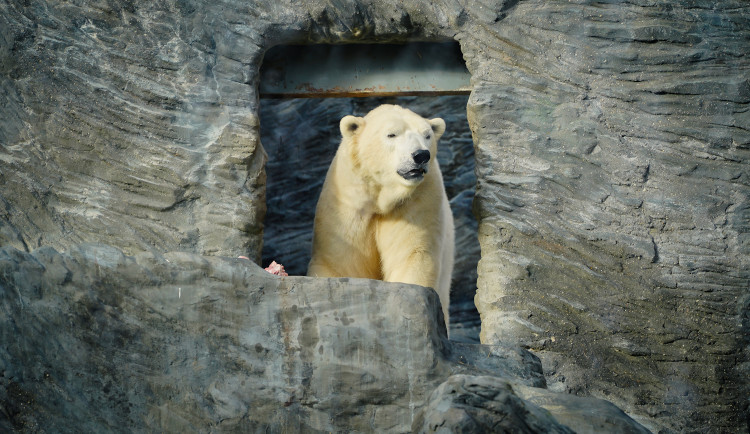 FOTOGALERIE: Vánoční stromky pro zvířata v pražské zoo