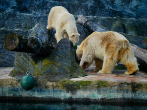 FOTOGALERIE: Vánoční stromky pro zvířata v pražské zoo