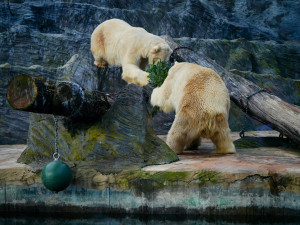 FOTOGALERIE: Vánoční stromky pro zvířata v pražské zoo