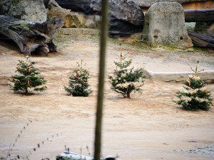 FOTOGALERIE: Vánoční stromky pro zvířata v pražské zoo