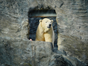 FOTOGALERIE: Vánoční stromky pro zvířata v pražské zoo