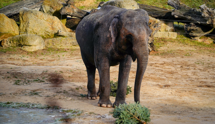 FOTOGALERIE: Vánoční stromky pro zvířata v pražské zoo
