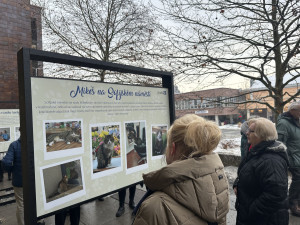 FOTOGALERIE: Socha kocoura Mikeše na Sofijském náměstí
