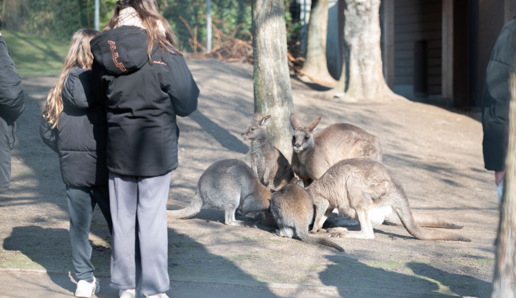 FOTOGALERIE: Zvířata pražské zoo si užívají slunečného počasí