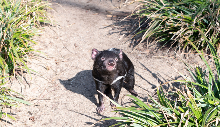 FOTOGALERIE: Zvířata pražské zoo si užívají slunečného počasí