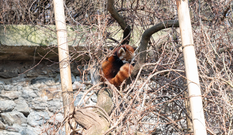 FOTOGALERIE: Zvířata pražské zoo si užívají slunečného počasí