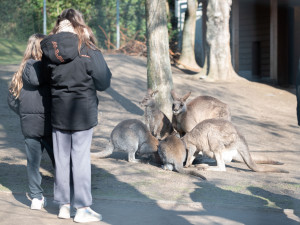 FOTOGALERIE: Zvířata pražské zoo si užívají slunečného počasí