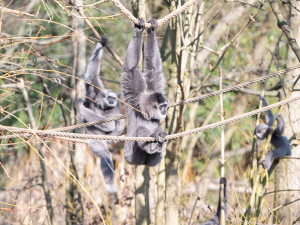 FOTOGALERIE: Zvířata pražské zoo si užívají slunečného počasí