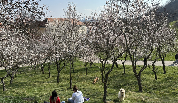 FOTOGALERIE: V Petřínských sadech už kvetou mandloně