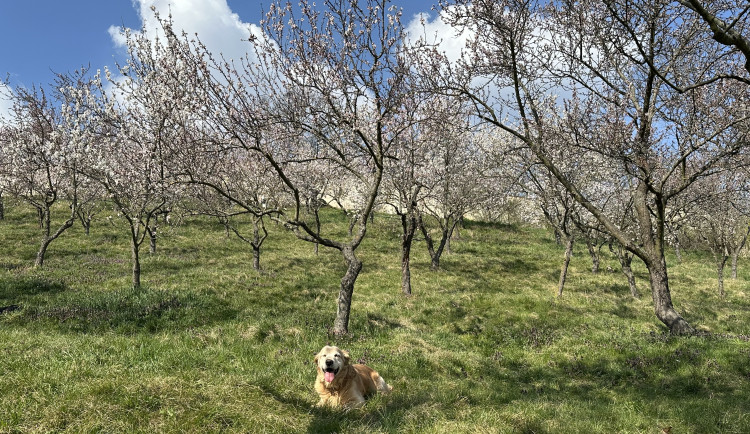 FOTOGALERIE: V Petřínských sadech už kvetou mandloně