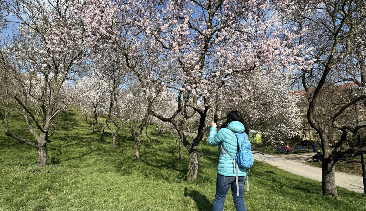 FOTOGALERIE: V Petřínských sadech už kvetou mandloně