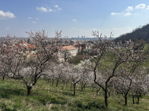FOTOGALERIE: V Petřínských sadech už kvetou mandloně
