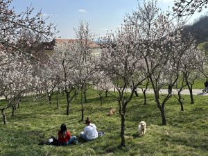 FOTOGALERIE: V Petřínských sadech už kvetou mandloně