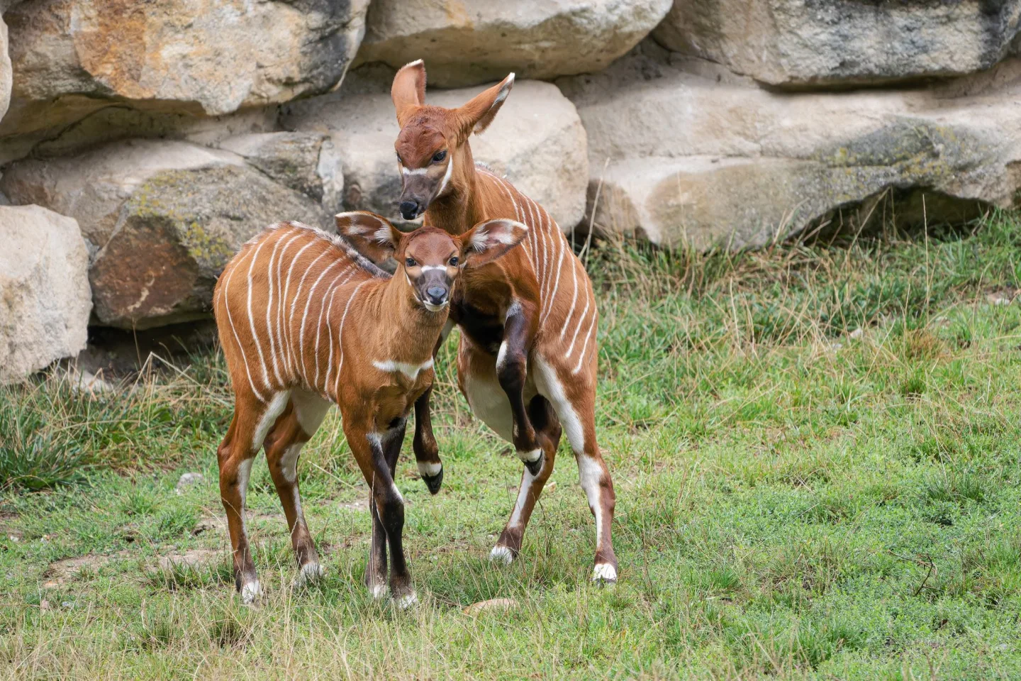 Zoo Praha spolu s návštěvníky pokřtí dvě mláďata bongů horských. Kmotrem bude youtuber Stejk