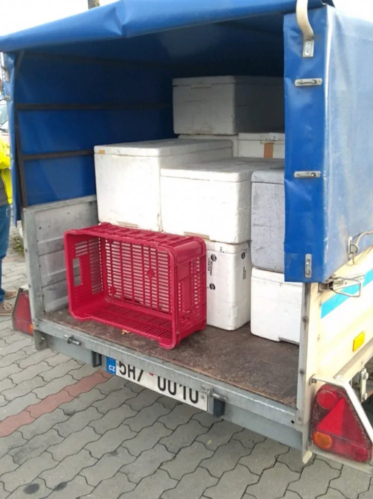 Špinavé bedny plné stovek kilogramů masa. Inspektoři odhalili nelegální rozvážkový prodej.