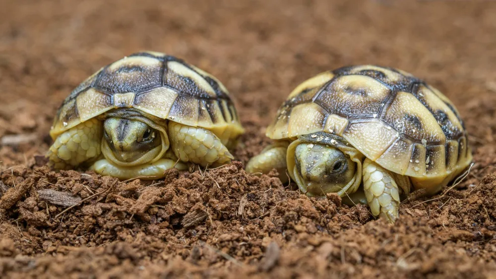 FOTO: Beránek a dvě želvičky. To jsou první letošní mláďata pražské zoo