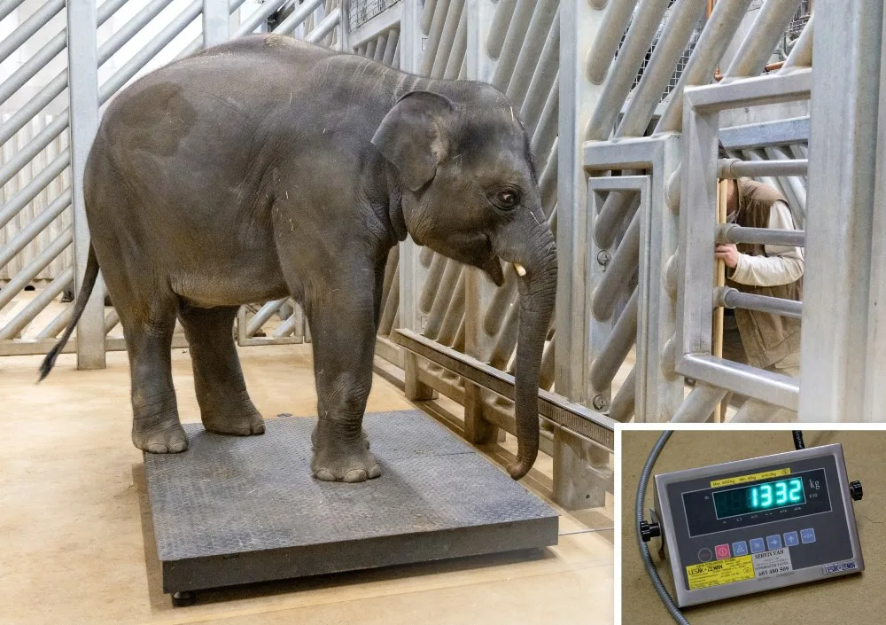 Zoo Praha se připravuje na příchod nových slůňat. Tamara s Janitou porodí nejspíš v březnu