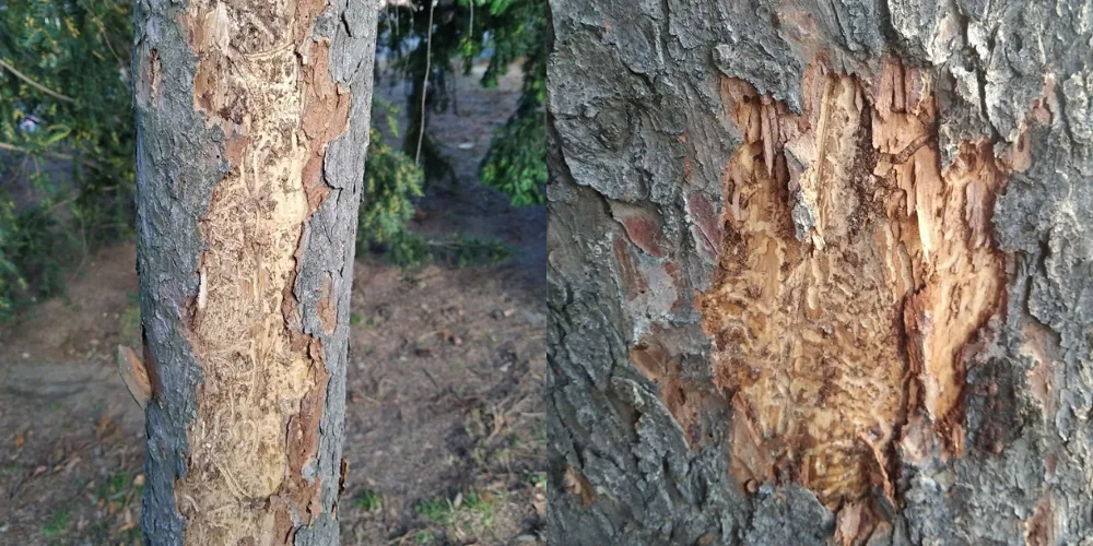Smrky v Riegrových sadech v centru Prahy napadl kůrovec. Tři stromy byly pokáceny