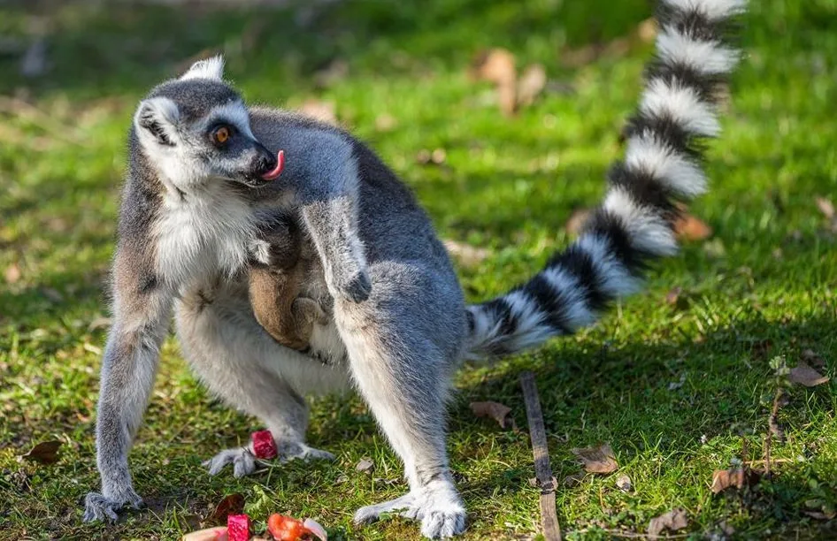 Pražská zoo přivítala mládě lemura kata.