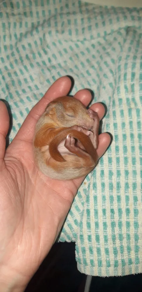 FOTO: Sezóna mláďat je tady. Přečtěte si, co dělat, když najdete mládě veverky