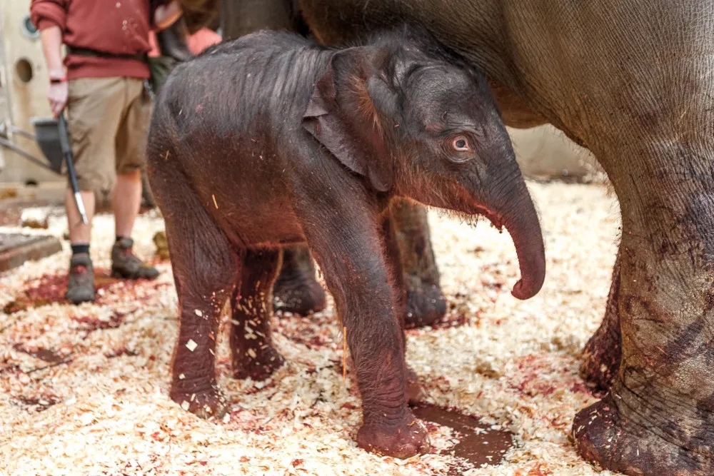 V pražské zoo se dnes narodilo slůně. Je v pořádku