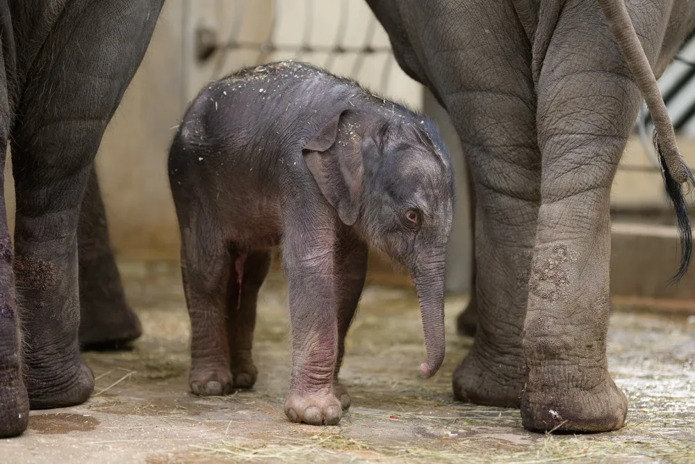 VIDEO: Slůně, které se narodilo v pátek v pražské zoo, už pije. Podívejte se na záběry z porodu