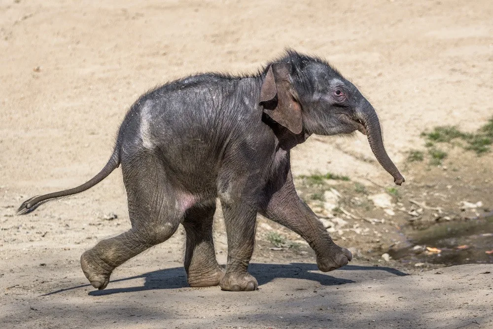 JAK SE MAJÍ V ZOO 2: Malá slonice byla poprvé venku, lední medvědi dostali míče