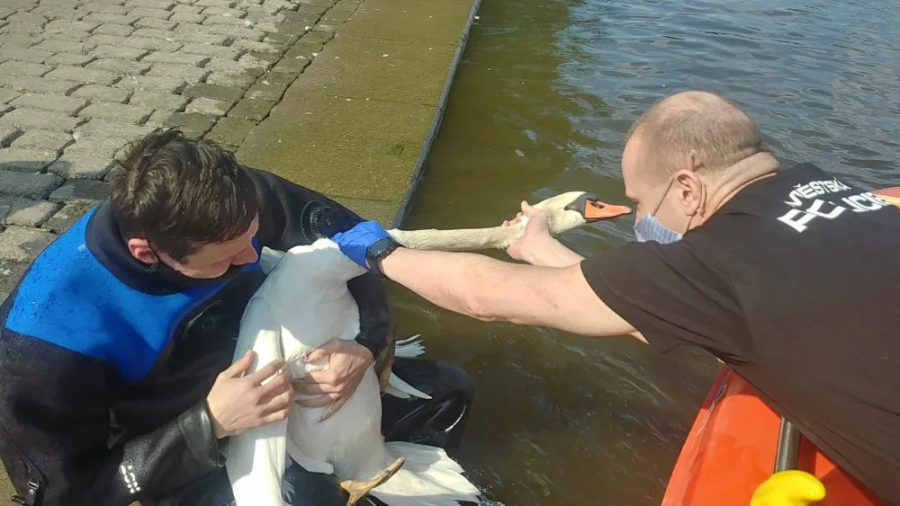 FOTO: Strážníci zachránili labuť, která měla krk a nohy zamotané v igelitu