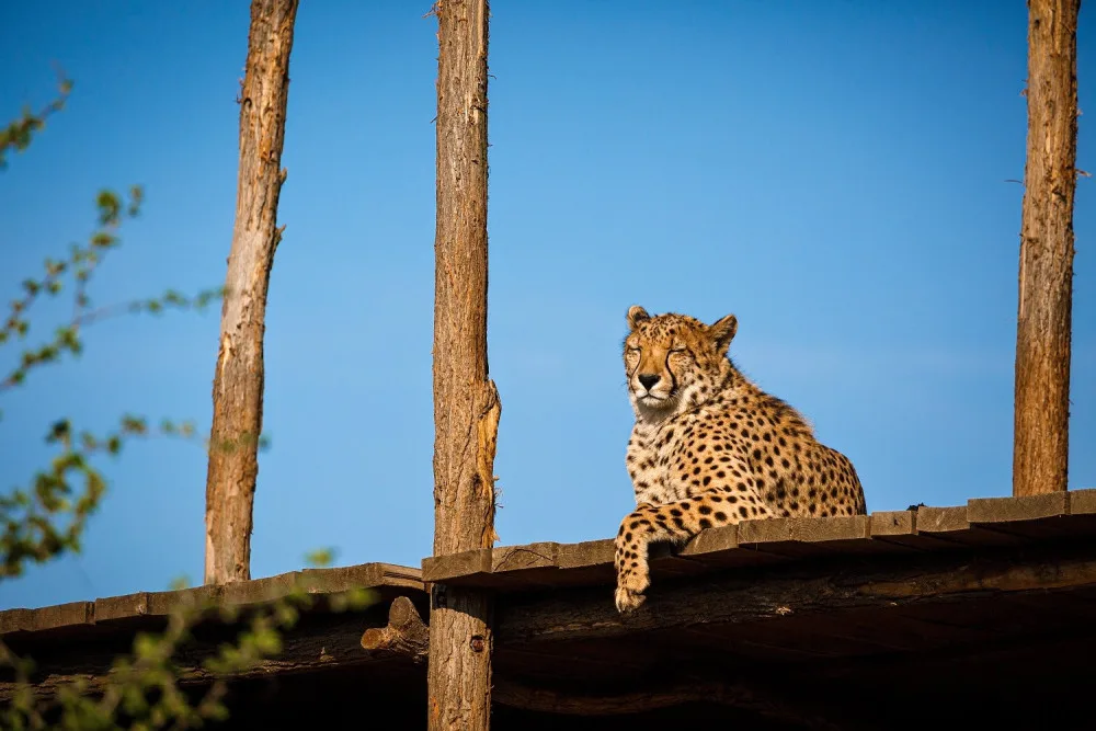FOTO: Podívejte se do liduprázdné pražské zoo. Dnes je to přesně měsíc od zavření