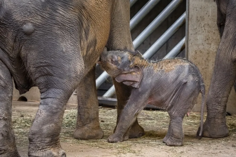 FOTO: Podívejte se do liduprázdné pražské zoo. Dnes je to přesně měsíc od zavření