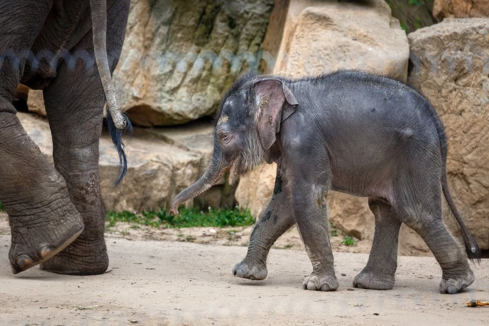 FOTO: Podívejte se do liduprázdné pražské zoo. Dnes je to přesně měsíc od zavření