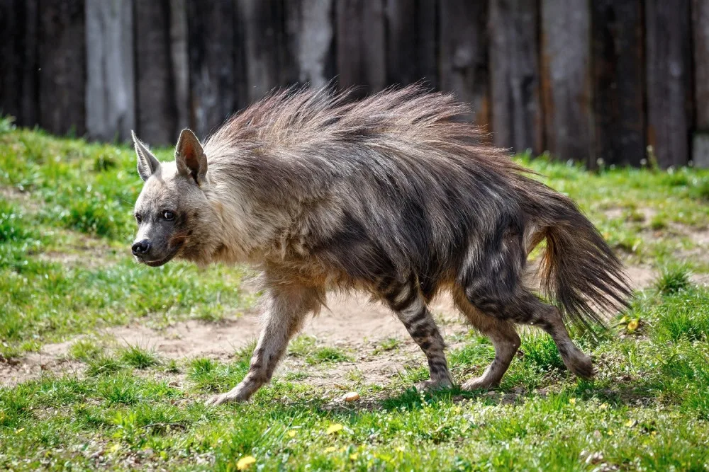 FOTO: Podívejte se do liduprázdné pražské zoo. Dnes je to přesně měsíc od zavření
