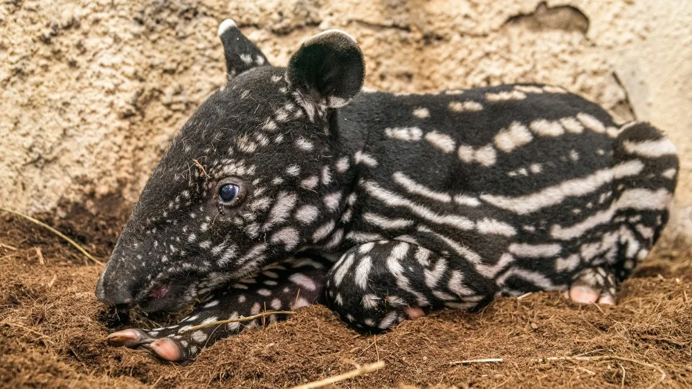 VIDEO: Malý tapír z pražské zoo dostal jméno podle svého maskování, které připomíná morseovku