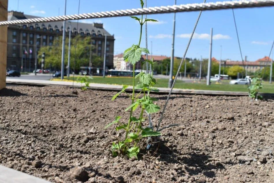 Na Kulaťáku roste chmelová stěna. Přispěje ke snížení prašnosti