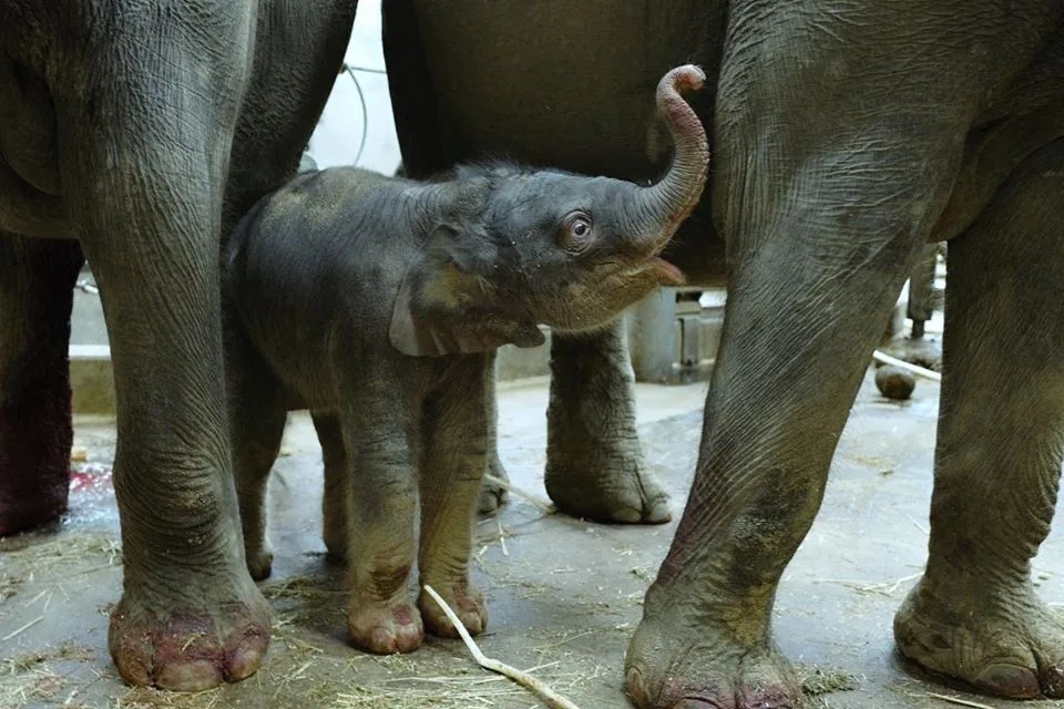V pražské zoo se v noci narodilo slůně. Malá samička se má čile k světu.