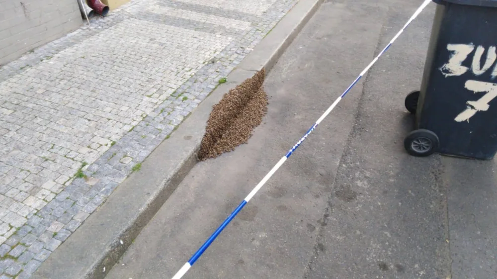 FOTO: V Praze se objevily včelí roje. Strážníci volali na pomoc včelaře