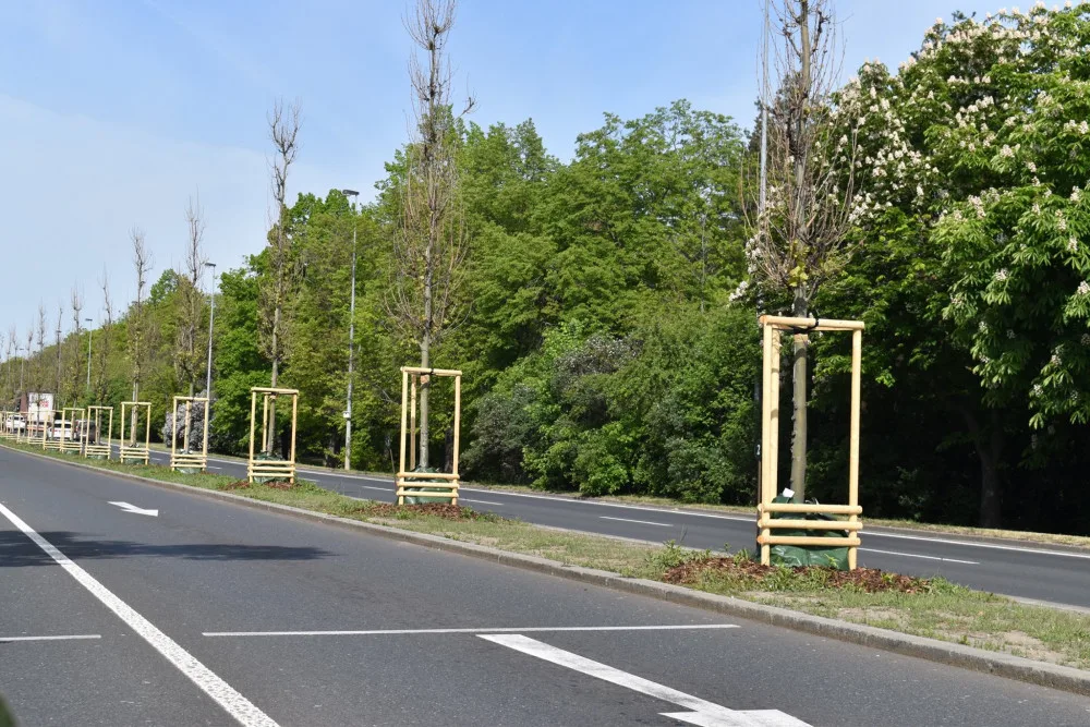 Platany, které v Evropské ulici připomínají významné osobnosti, slaví deset let