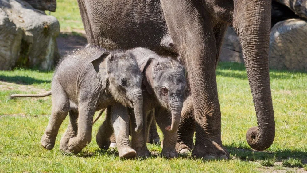 VIDEO: Dvě malá slůňata se poprvé podívala ven. Je to pražský zázrak, říká ředitel zoo