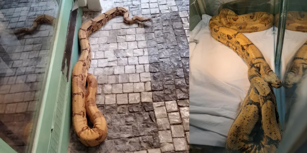 Kolemjdoucí ženu v centru Prahy vyděsil dvoumetrový hroznýš. Unikl svému majiteli