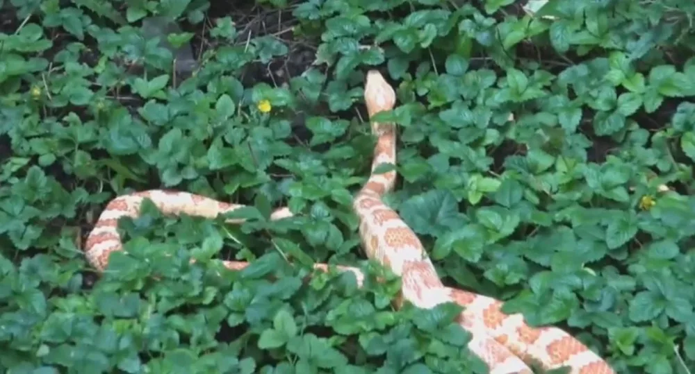 VIDEO: Strážníci odchytili hada ve vnitrobloku domu v Holešovicích