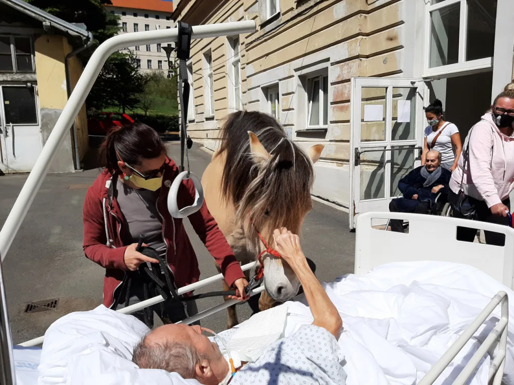 FOTO: Když zvířata pomáhají. V pražské nemocnici zavedli hipoterapii