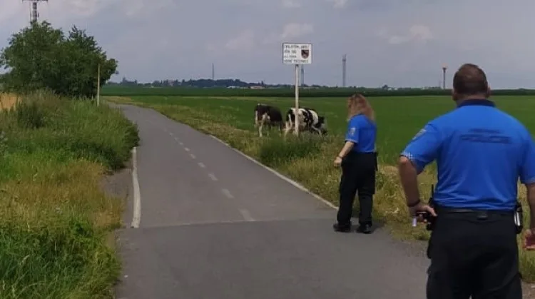 Pražští strážníci se proměnili v toreadory. Museli se postavit třem býkům