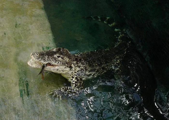 FOTO: Pražská ZOO nově umožňuje setkání s extrémně nebezpečnými predátory