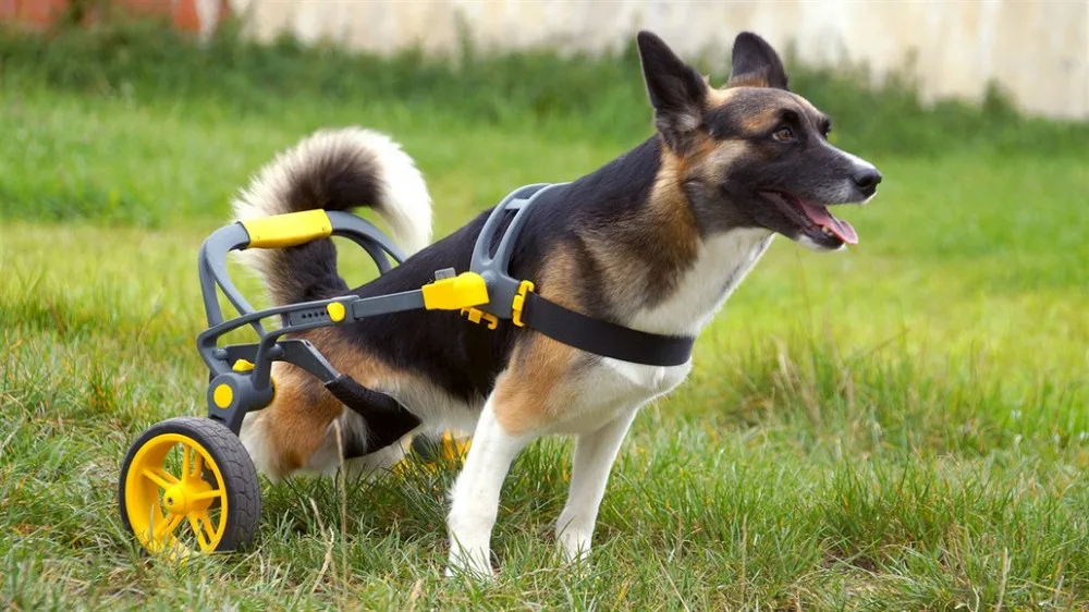 Handicapovaní pejsci teď mohou znova běhat.
