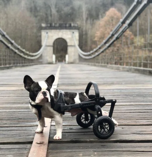 Handicapovaní pejsci teď mohou znova běhat.