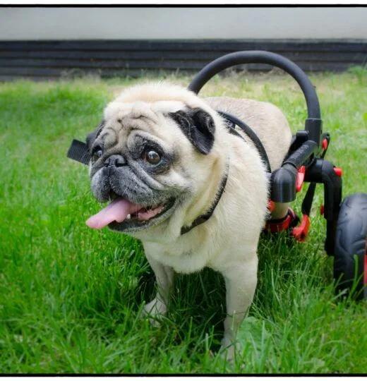 Handicapovaní pejsci teď mohou znova běhat.
