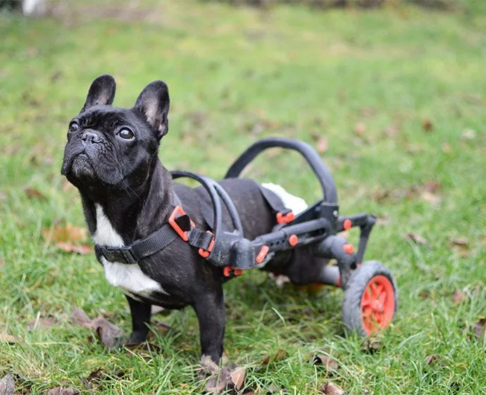 Handicapovaní pejsci teď mohou znova běhat.