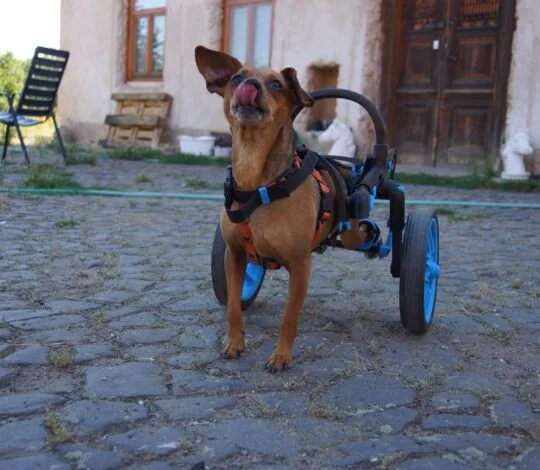 Handicapovaní pejsci teď mohou znova běhat.