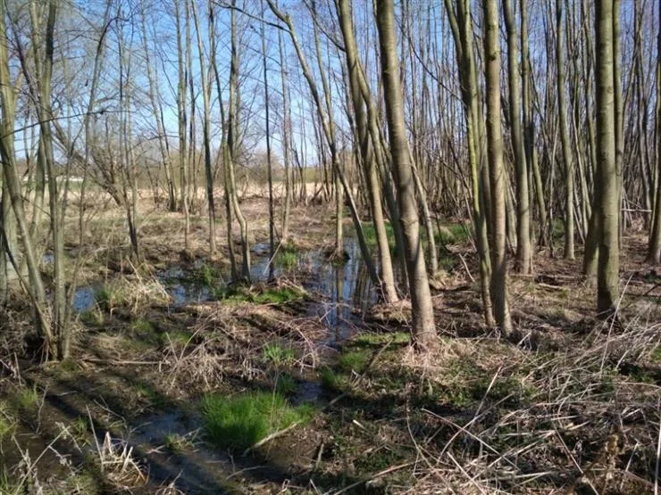 Pražané pomáhají přírodě. Dobrovolníci se zapojili do revitalizace mokřadu